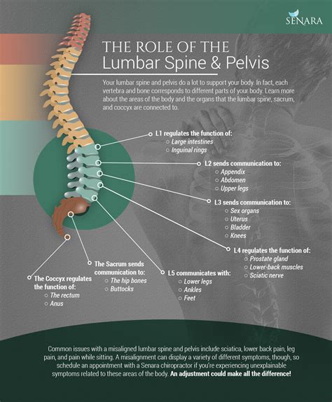 Sacral Vertebrae: Anatomy, Function, and Treatment.